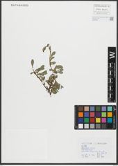Foto von Salix retusa L.